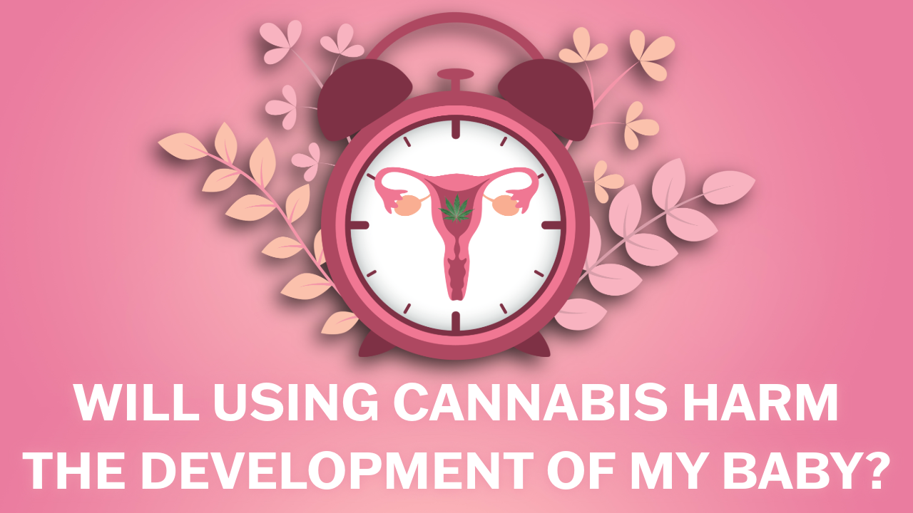 Cannabis impacts on female fertility